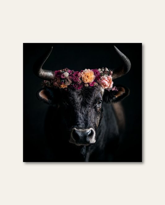 Majestätisches Porträt eines dunklen Auerochsen mit imposanten Hörnern und einer prächtigen Blütenkrone aus magenta-, pfirsich- und rosafarbenen Blumen vor tiefschwarzem Studiohintergrund. Die kraftvolle Ausstrahlung des Stiers verschmilzt durch die gezielte Lichtführung mit der filigranen Eleganz des Blumenschmucks zu moderner Kunst.