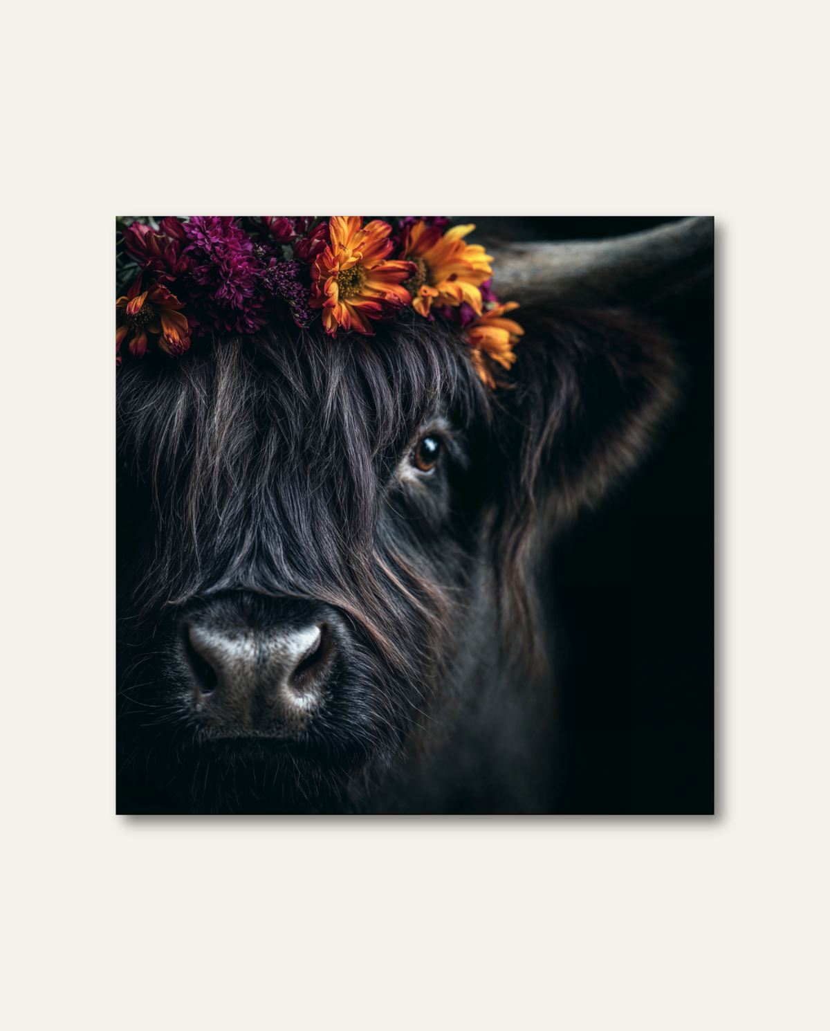 Intime Nahaufnahme eines dunklen schottischen Hochlandrinds mit langem Stirnfell und einem Blumenkranz aus orangefarbenen und purpurroten Blüten vor schwarzem Hintergrund. Der fokussierte Blick aus einem Auge und die feinen Details der Schnauze verleihen dem Motiv eine nahbare, edle Ästhetik.