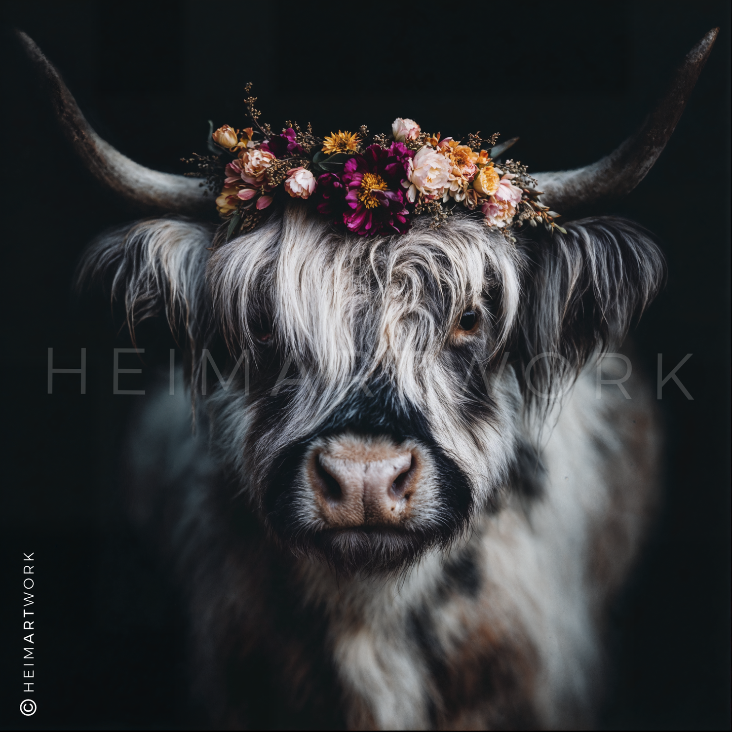 Hochlandrind "Lotte" | Kuh Bild auf Leinwand